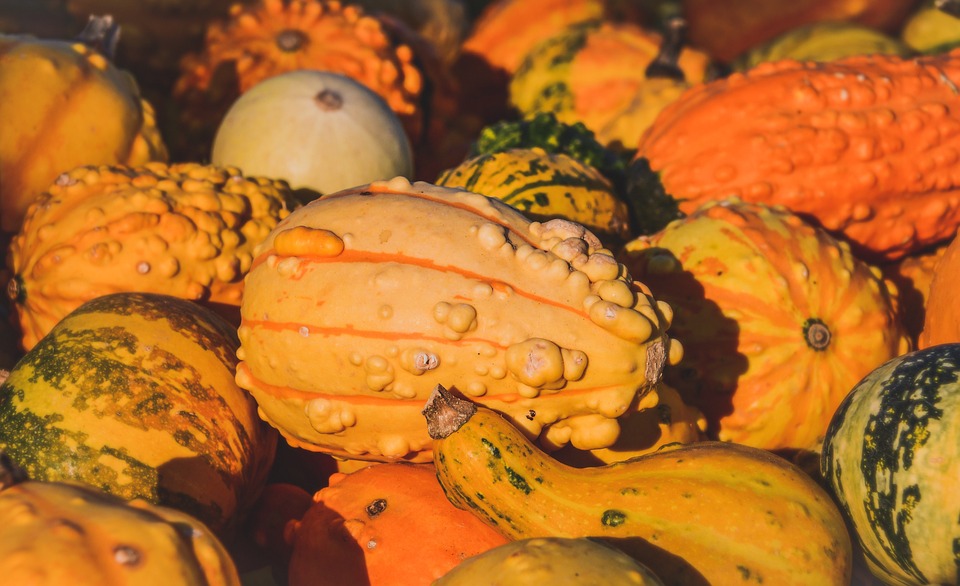 Courges d'Automne